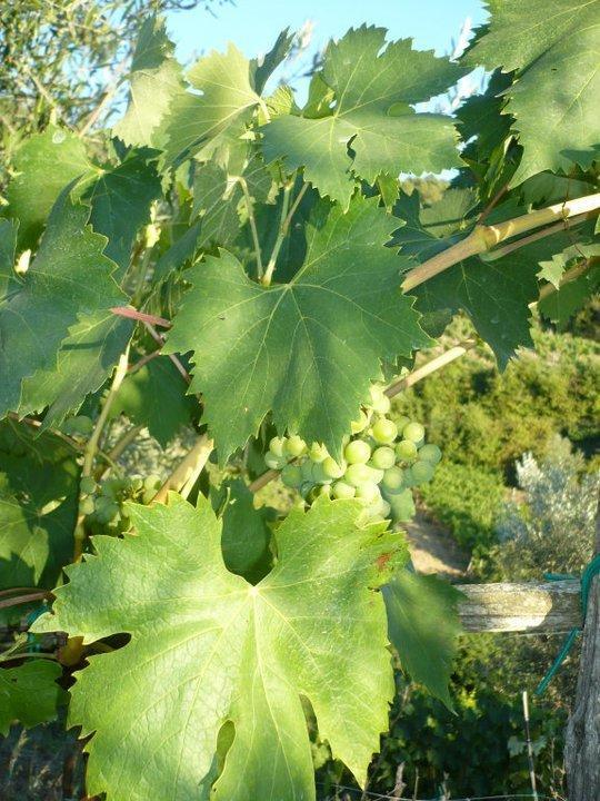 グレーヴェ・イン・キアンティ Agriturismo Poggio All'Olmoヴィラ エクステリア 写真